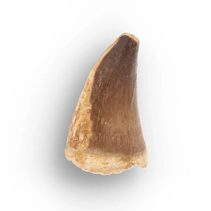 Get your Moroccan Mosasaur Tooth from the Cretaceous Seas online now or in store at Forever Gems in Franschhoek, South Africa