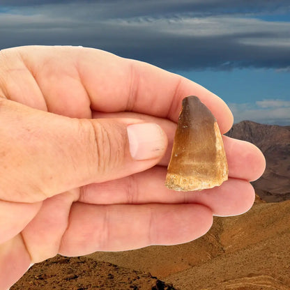 Get your Moroccan Mosasaur Tooth from the Cretaceous Seas online now or in store at Forever Gems in Franschhoek, South Africa