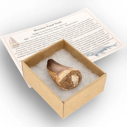 Get your Moroccan Mosasaur Tooth from the Cretaceous Seas online now or in store at Forever Gems in Franschhoek, South Africa