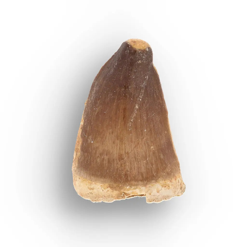 Get your Moroccan Mosasaur Tooth from the Cretaceous Seas online now or in store at Forever Gems in Franschhoek, South Africa