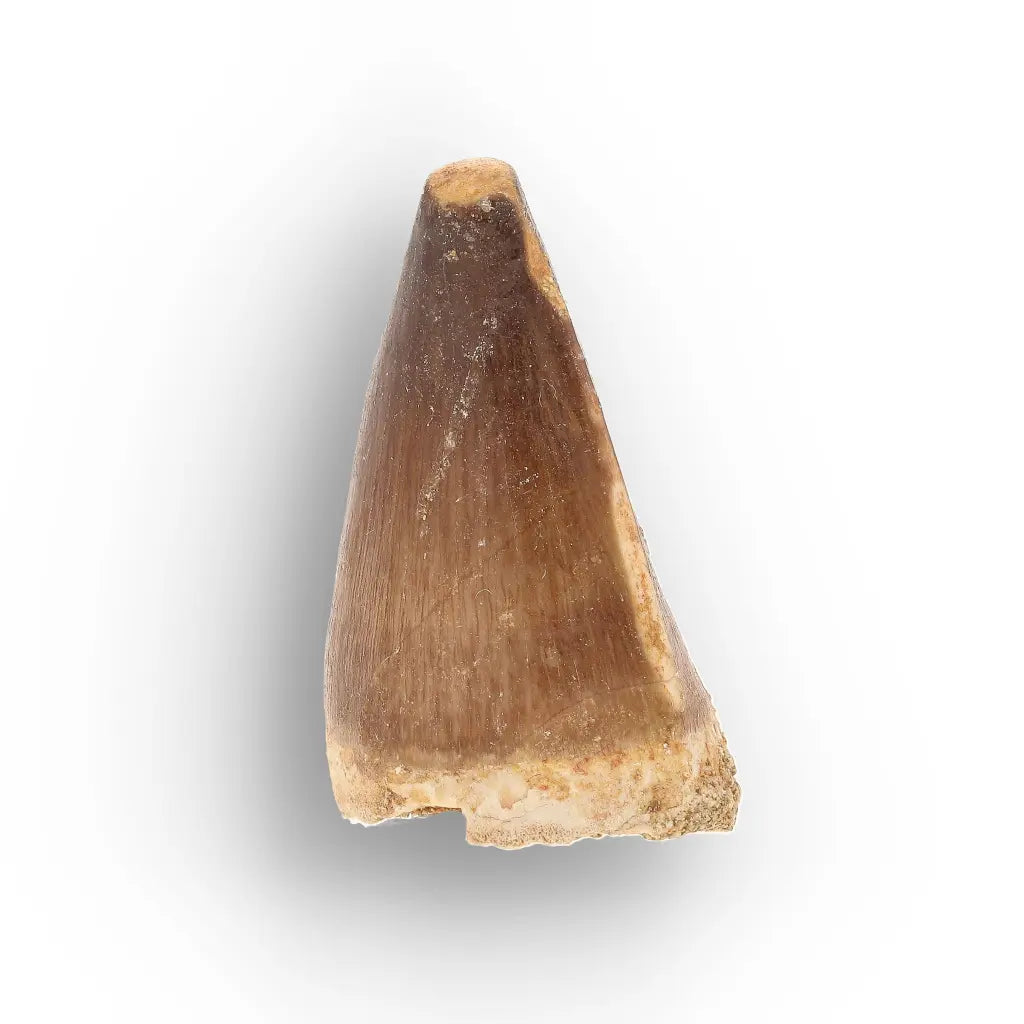 Get your Moroccan Mosasaur Tooth from the Cretaceous Seas online now or in store at Forever Gems in Franschhoek, South Africa