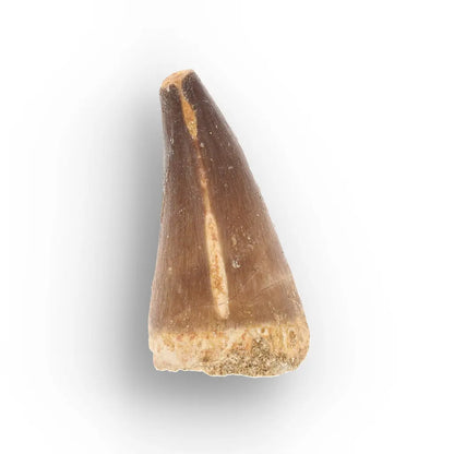 Get your Moroccan Mosasaur Tooth from the Cretaceous Seas online now or in store at Forever Gems in Franschhoek, South Africa