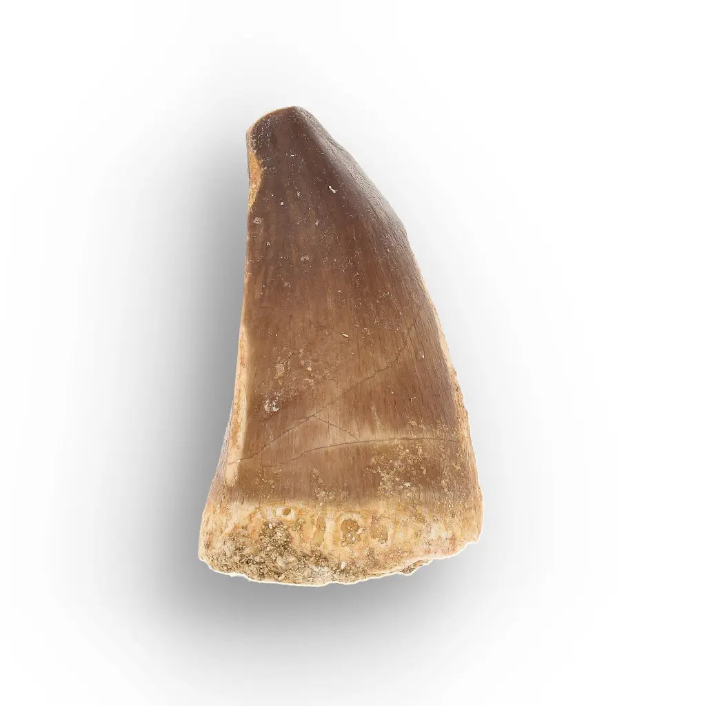 Get your Moroccan Mosasaur Tooth from the Cretaceous Seas online now or in store at Forever Gems in Franschhoek, South Africa