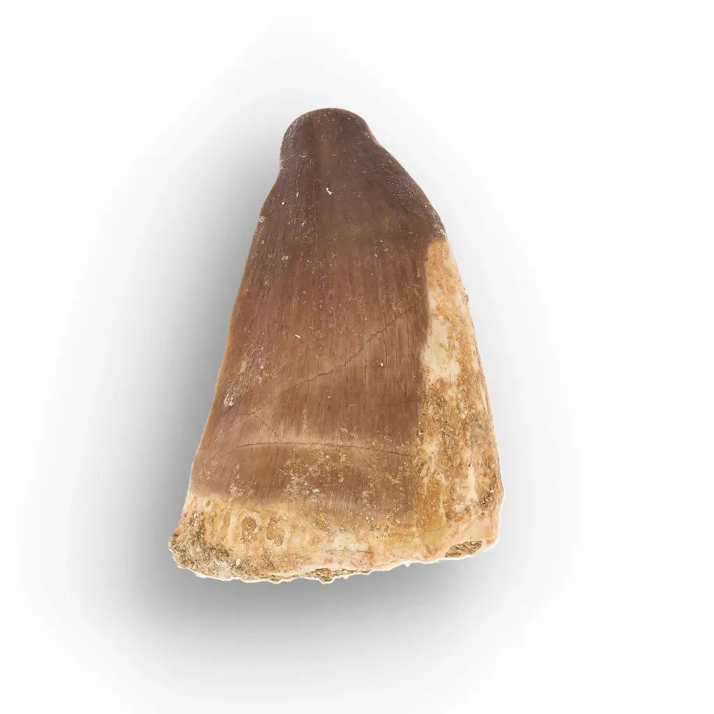 Get your Moroccan Mosasaur Tooth from the Cretaceous Seas online now or in store at Forever Gems in Franschhoek, South Africa