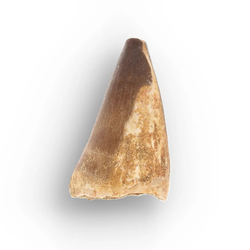 Get your Moroccan Mosasaur Tooth from the Cretaceous Seas online now or in store at Forever Gems in Franschhoek, South Africa
