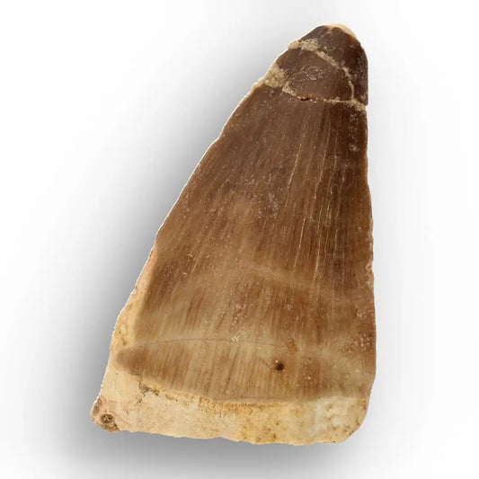 Get your Late Cretaceous Mosasaur Tooth Fossil from Morocco online now or in store at Forever Gems in Franschhoek, South Africa