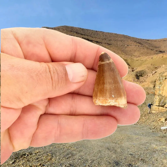 Get your Late Cretaceous Mosasaur Tooth Fossil from Morocco online now or in store at Forever Gems in Franschhoek, South Africa