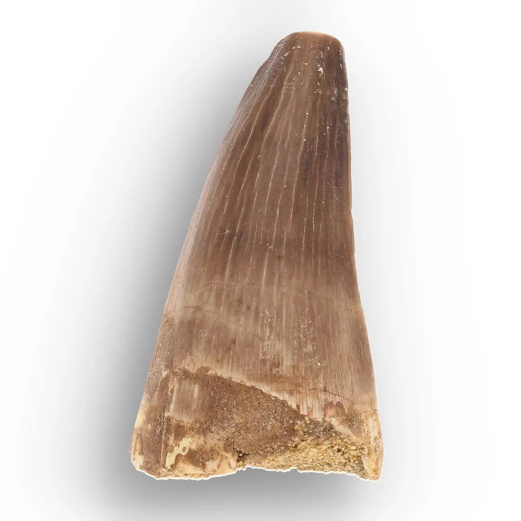 Get your Authentic Moroccan Mosasaur Fossil Tooth online now or in store at Forever Gems in Franschhoek, South Africa