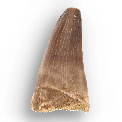 Get your Authentic Moroccan Mosasaur Fossil Tooth online now or in store at Forever Gems in Franschhoek, South Africa