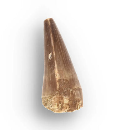 Get your Authentic Moroccan Mosasaur Fossil Tooth online now or in store at Forever Gems in Franschhoek, South Africa