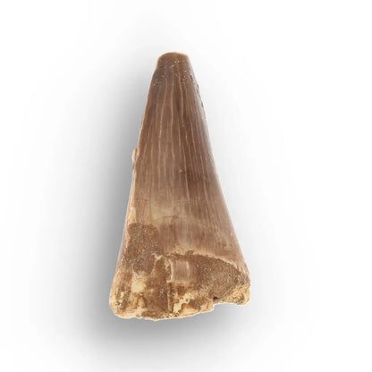 Get your Authentic Moroccan Mosasaur Fossil Tooth online now or in store at Forever Gems in Franschhoek, South Africa