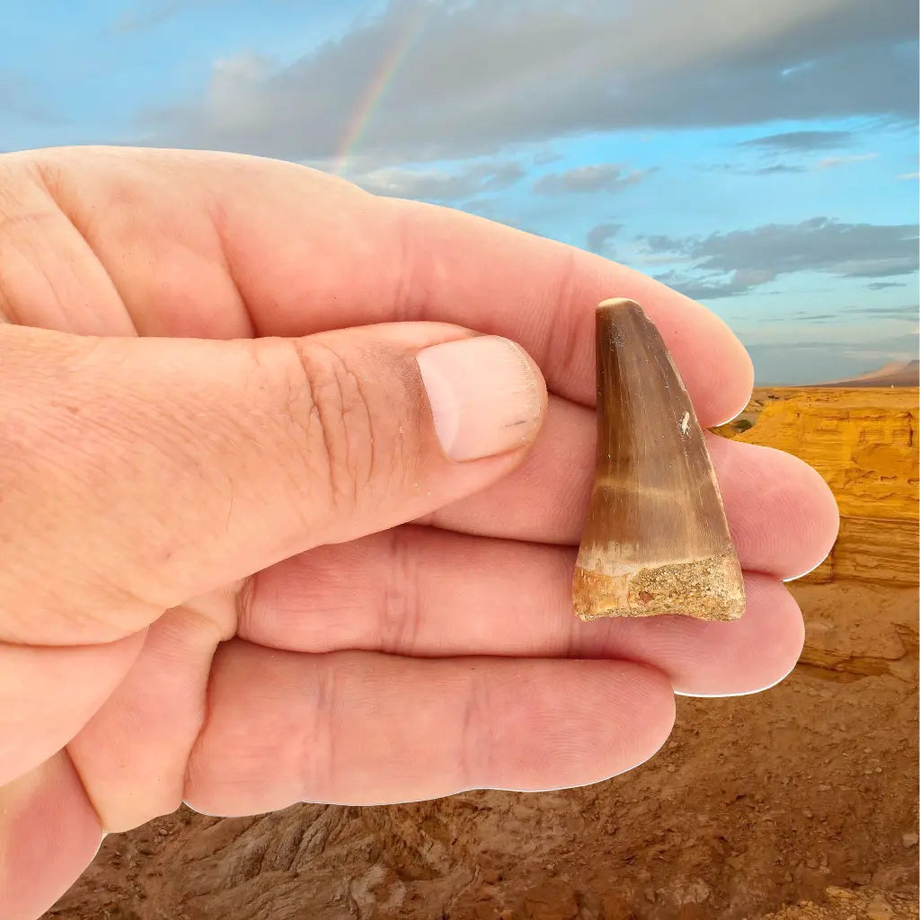 Get your Authentic Moroccan Mosasaur Fossil Tooth online now or in store at Forever Gems in Franschhoek, South Africa