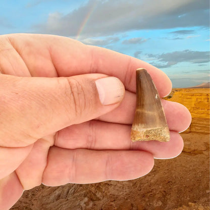 Get your Authentic Moroccan Mosasaur Fossil Tooth online now or in store at Forever Gems in Franschhoek, South Africa