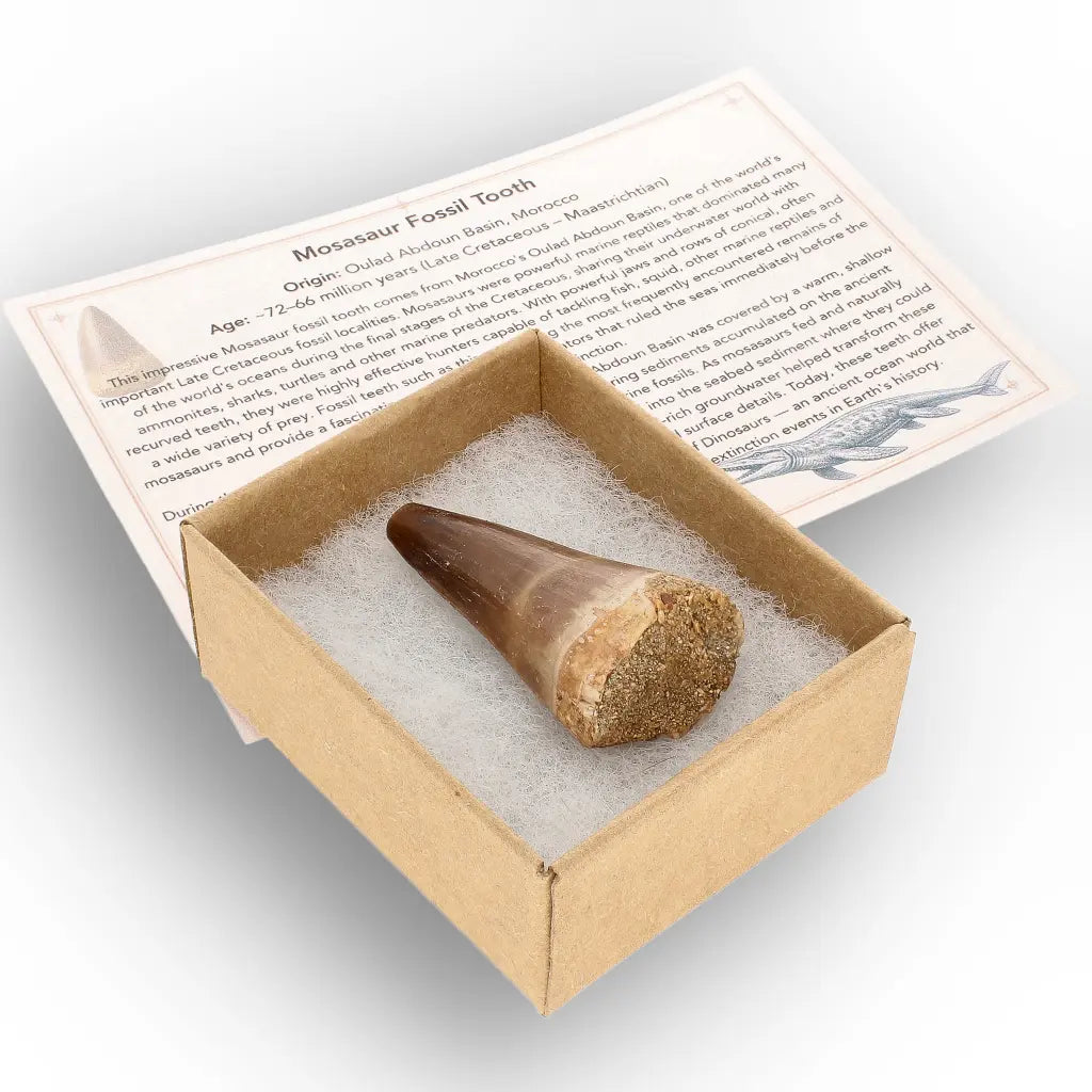 Get your Authentic Moroccan Mosasaur Fossil Tooth online now or in store at Forever Gems in Franschhoek, South Africa
