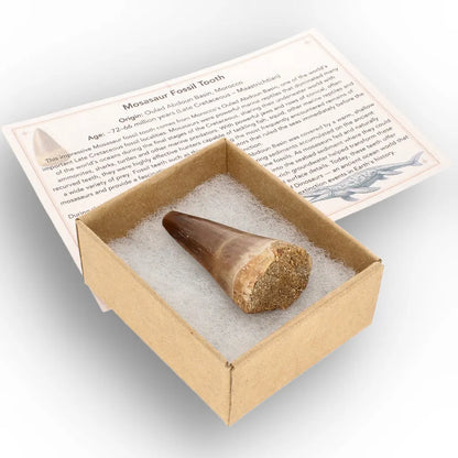 Get your Authentic Moroccan Mosasaur Fossil Tooth online now or in store at Forever Gems in Franschhoek, South Africa