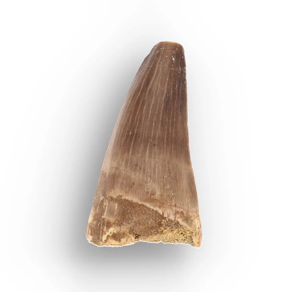 Get your Authentic Moroccan Mosasaur Fossil Tooth online now or in store at Forever Gems in Franschhoek, South Africa