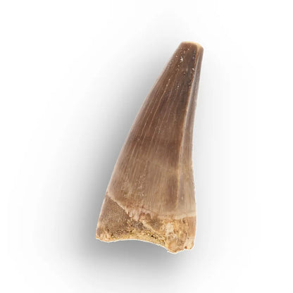 Get your Authentic Moroccan Mosasaur Fossil Tooth online now or in store at Forever Gems in Franschhoek, South Africa