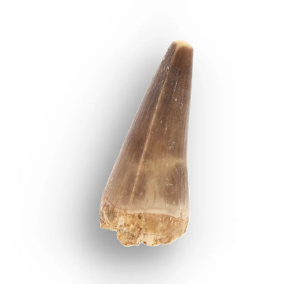 Get your Authentic Moroccan Mosasaur Fossil Tooth online now or in store at Forever Gems in Franschhoek, South Africa