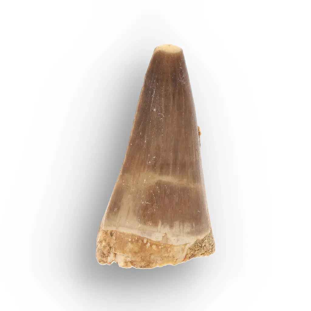 Get your Authentic Moroccan Mosasaur Fossil Tooth online now or in store at Forever Gems in Franschhoek, South Africa