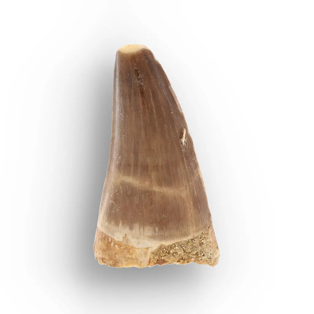 Get your Authentic Moroccan Mosasaur Fossil Tooth online now or in store at Forever Gems in Franschhoek, South Africa