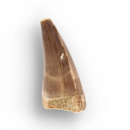 Get your Authentic Moroccan Mosasaur Fossil Tooth online now or in store at Forever Gems in Franschhoek, South Africa