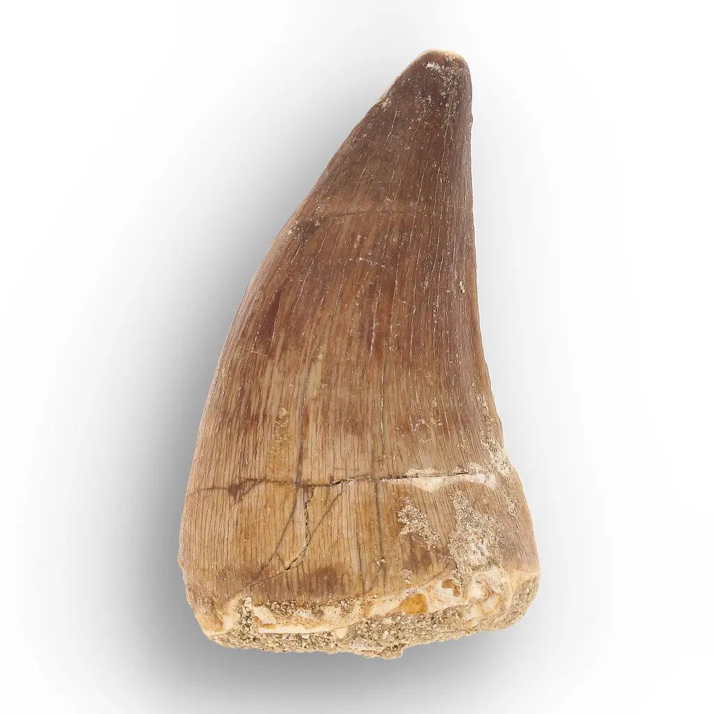 Get your Mosasaur Tooth Fossil from Ancient Moroccan Seas online now or in store at Forever Gems in Franschhoek, South Africa