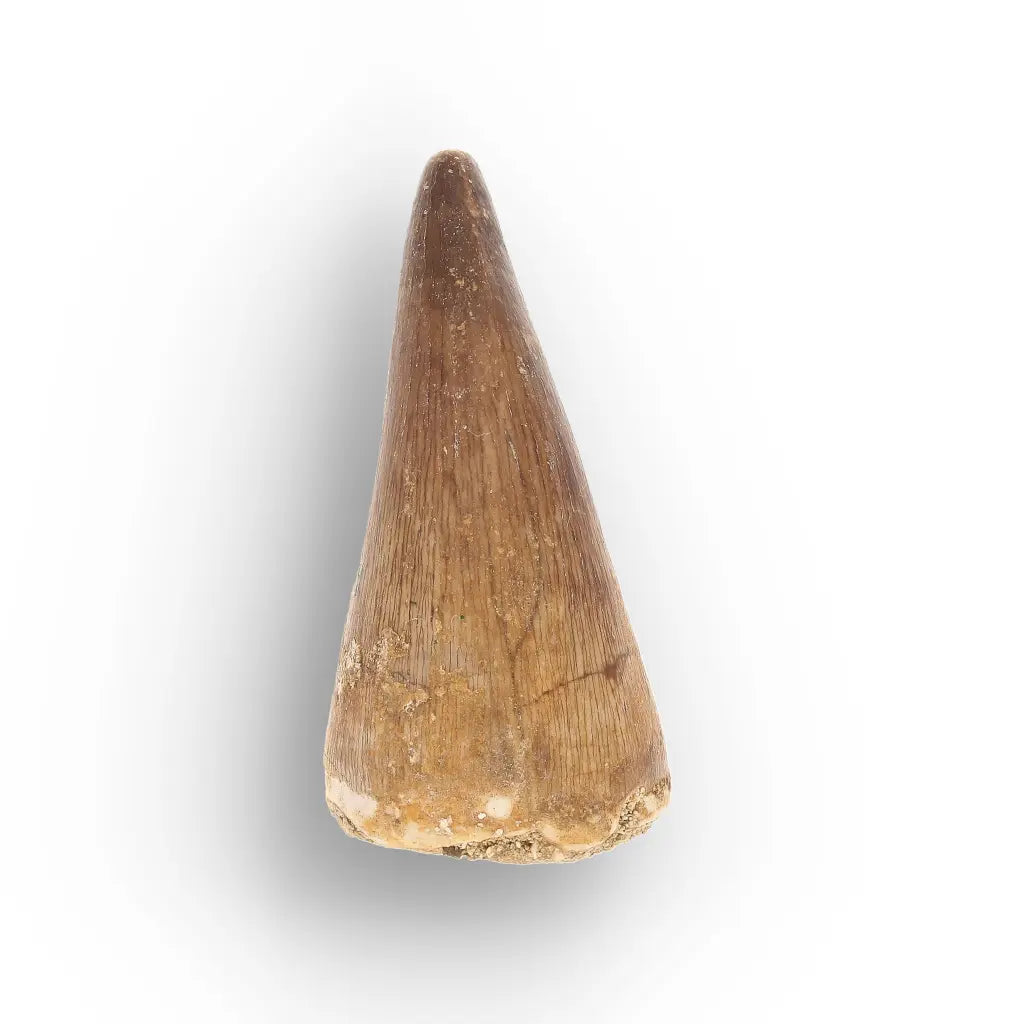 Get your Mosasaur Tooth Fossil from Ancient Moroccan Seas online now or in store at Forever Gems in Franschhoek, South Africa