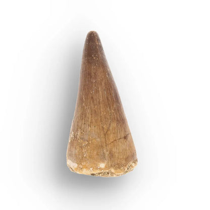 Get your Mosasaur Tooth Fossil from Ancient Moroccan Seas online now or in store at Forever Gems in Franschhoek, South Africa