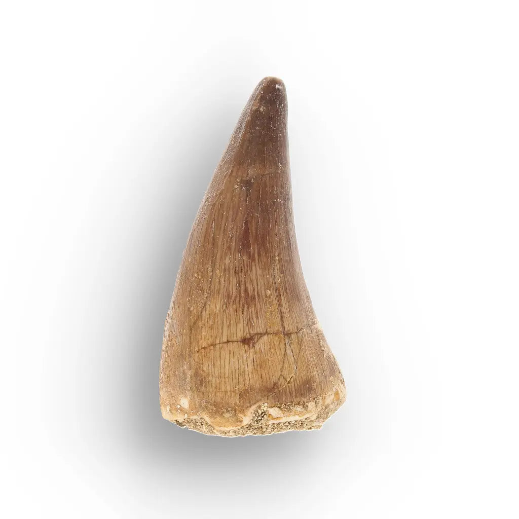 Get your Mosasaur Tooth Fossil from Ancient Moroccan Seas online now or in store at Forever Gems in Franschhoek, South Africa