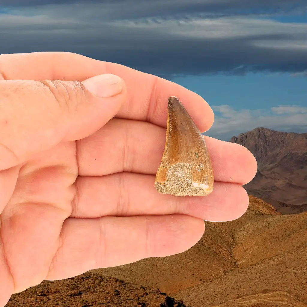 Get your Mosasaur Tooth Fossil from Ancient Moroccan Seas online now or in store at Forever Gems in Franschhoek, South Africa
