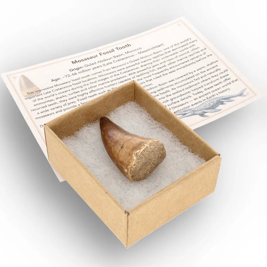 Get your Mosasaur Tooth Fossil from Ancient Moroccan Seas online now or in store at Forever Gems in Franschhoek, South Africa