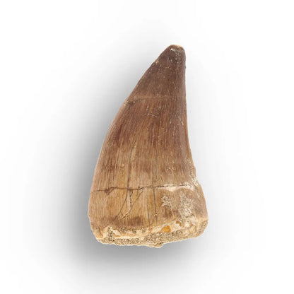 Get your Mosasaur Tooth Fossil from Ancient Moroccan Seas online now or in store at Forever Gems in Franschhoek, South Africa