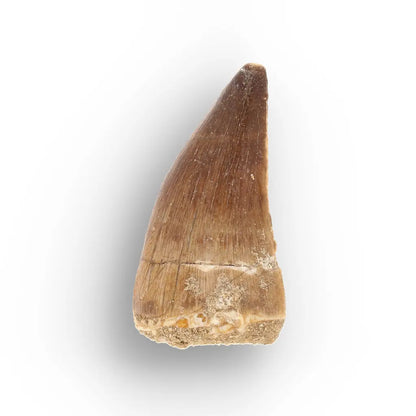 Get your Mosasaur Tooth Fossil from Ancient Moroccan Seas online now or in store at Forever Gems in Franschhoek, South Africa