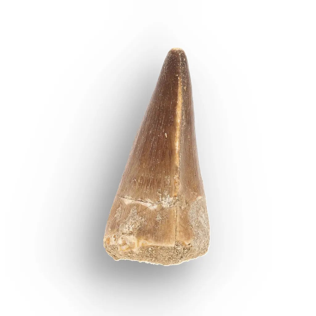 Get your Mosasaur Tooth Fossil from Ancient Moroccan Seas online now or in store at Forever Gems in Franschhoek, South Africa