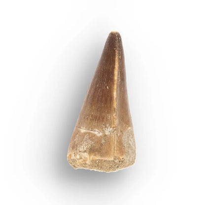 Get your Mosasaur Tooth Fossil from Ancient Moroccan Seas online now or in store at Forever Gems in Franschhoek, South Africa