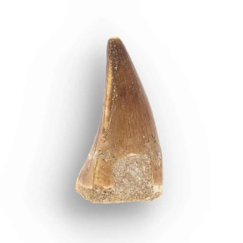 Get your Mosasaur Tooth Fossil from Ancient Moroccan Seas online now or in store at Forever Gems in Franschhoek, South Africa