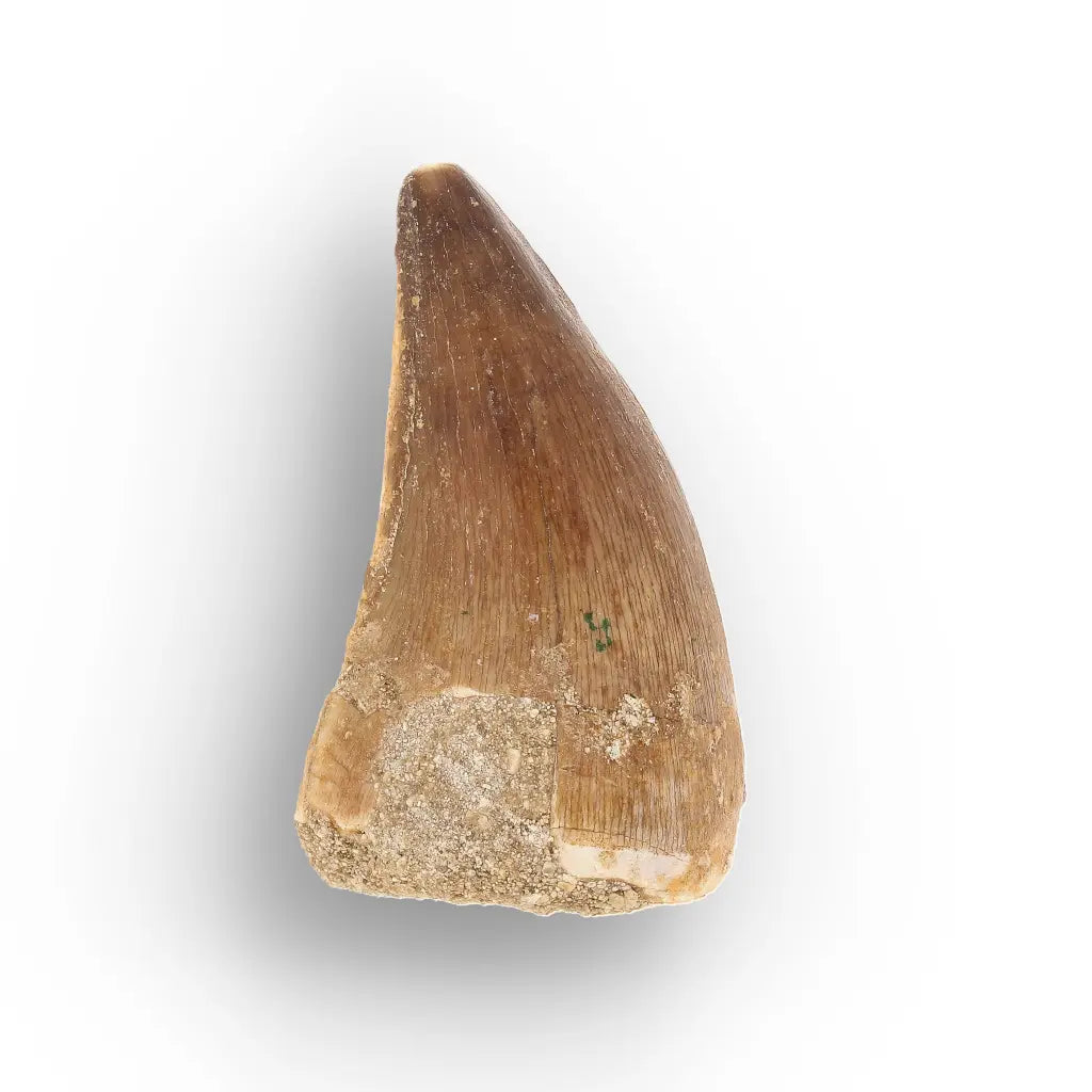 Get your Mosasaur Tooth Fossil from Ancient Moroccan Seas online now or in store at Forever Gems in Franschhoek, South Africa