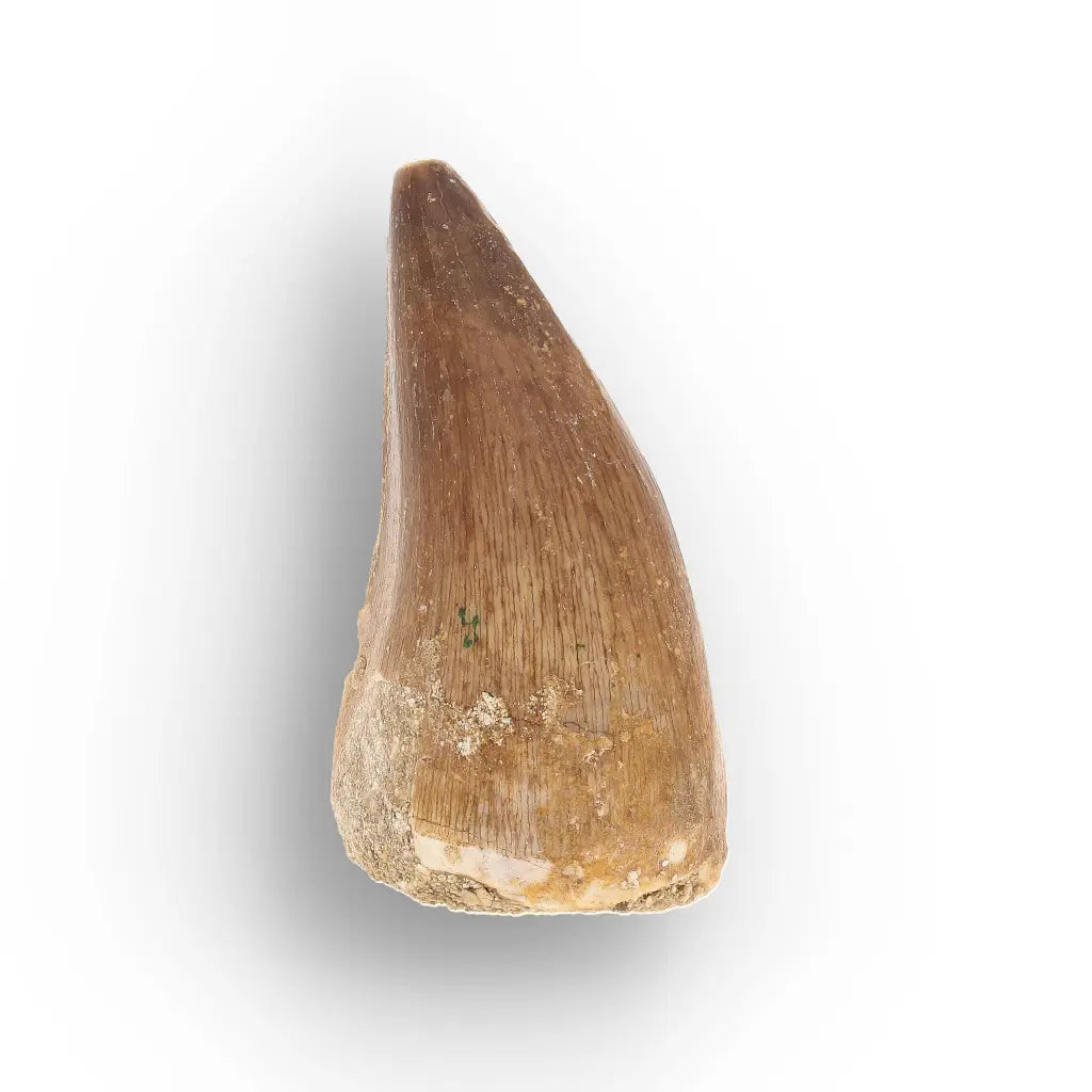 Get your Mosasaur Tooth Fossil from Ancient Moroccan Seas online now or in store at Forever Gems in Franschhoek, South Africa