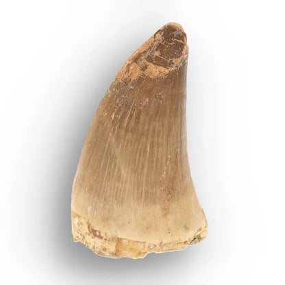 Get your Mosasaur Predator Tooth Fossil from Morocco online now or in store at Forever Gems in Franschhoek, South Africa
