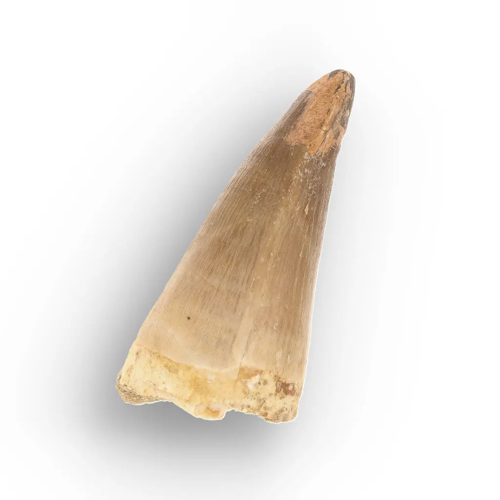 Get your Mosasaur Predator Tooth Fossil from Morocco online now or in store at Forever Gems in Franschhoek, South Africa