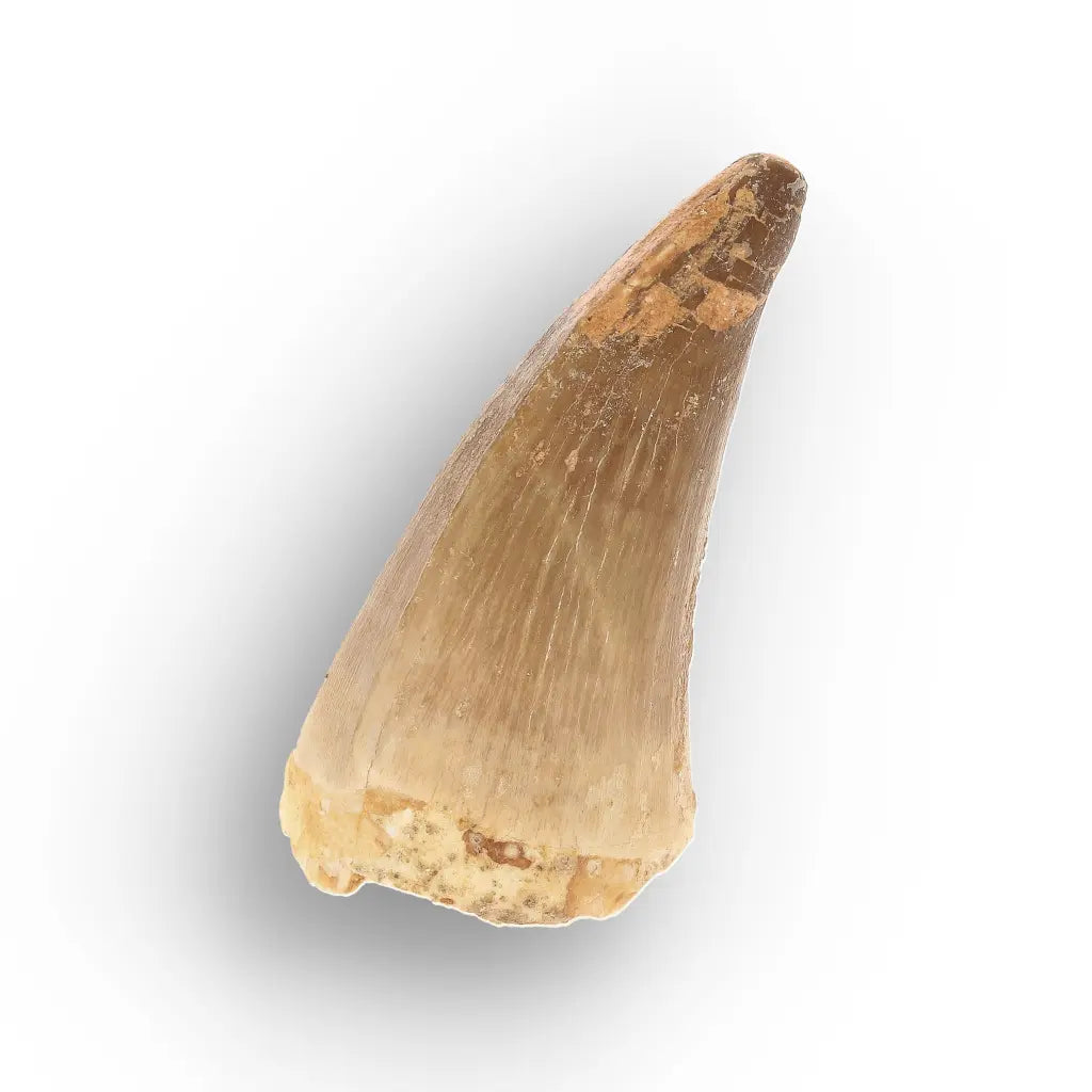Get your Mosasaur Predator Tooth Fossil from Morocco online now or in store at Forever Gems in Franschhoek, South Africa