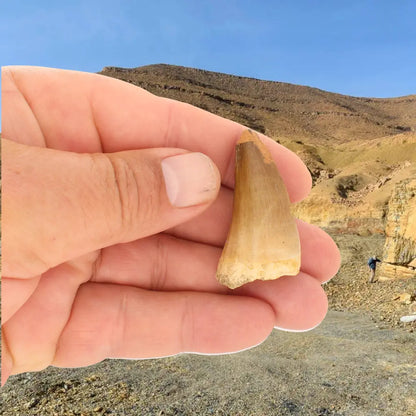 Get your Mosasaur Predator Tooth Fossil from Morocco online now or in store at Forever Gems in Franschhoek, South Africa