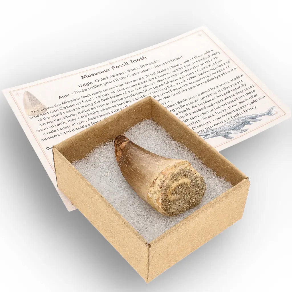 Get your Mosasaur Predator Tooth Fossil from Morocco online now or in store at Forever Gems in Franschhoek, South Africa