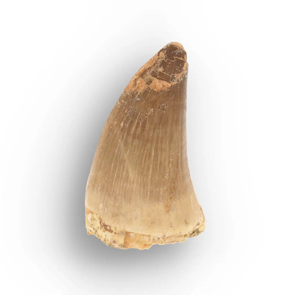 Get your Mosasaur Predator Tooth Fossil from Morocco online now or in store at Forever Gems in Franschhoek, South Africa