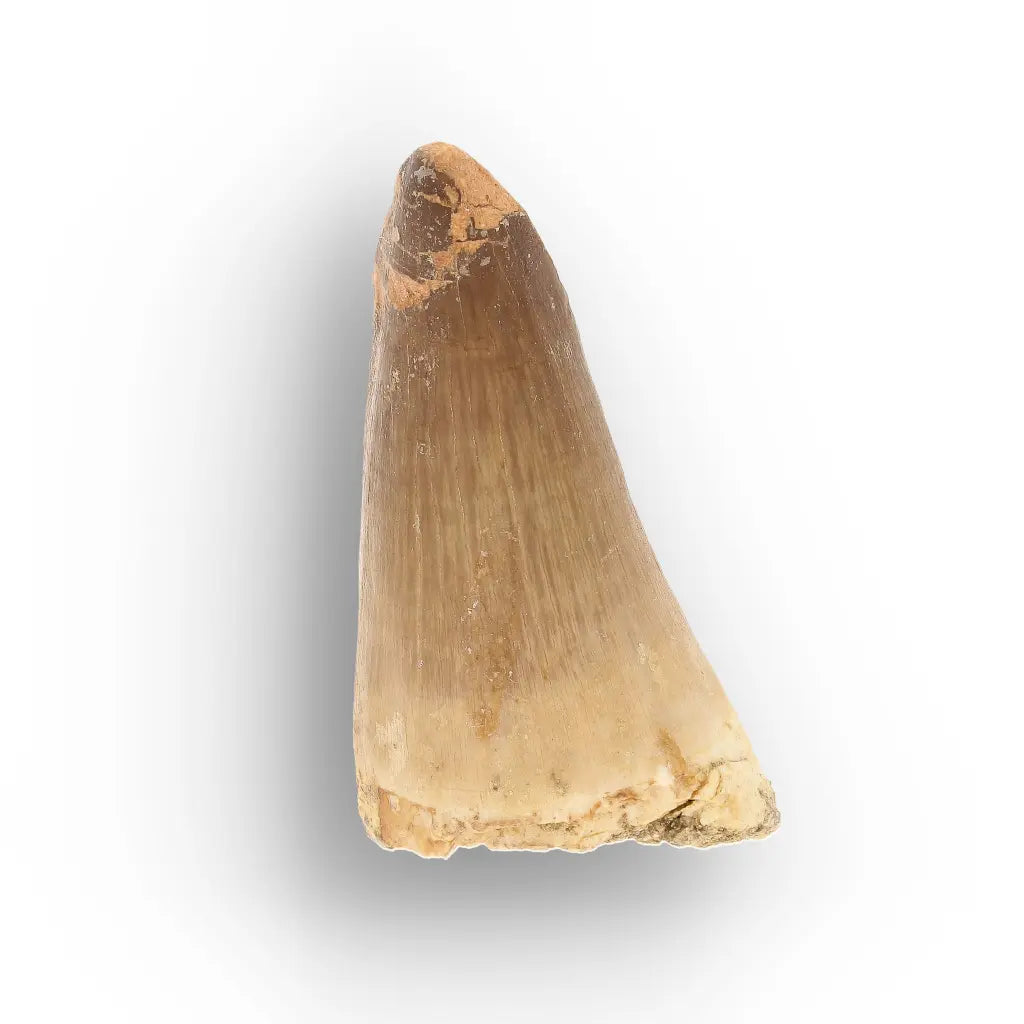 Get your Mosasaur Predator Tooth Fossil from Morocco online now or in store at Forever Gems in Franschhoek, South Africa
