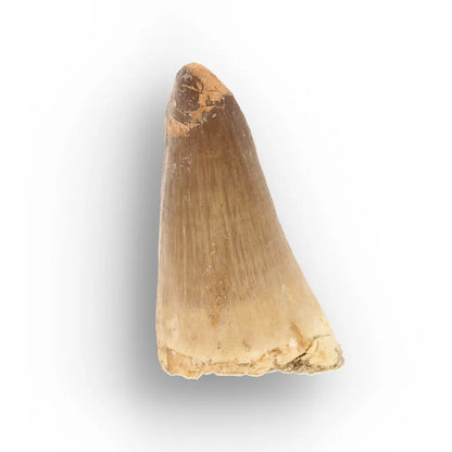 Get your Mosasaur Predator Tooth Fossil from Morocco online now or in store at Forever Gems in Franschhoek, South Africa