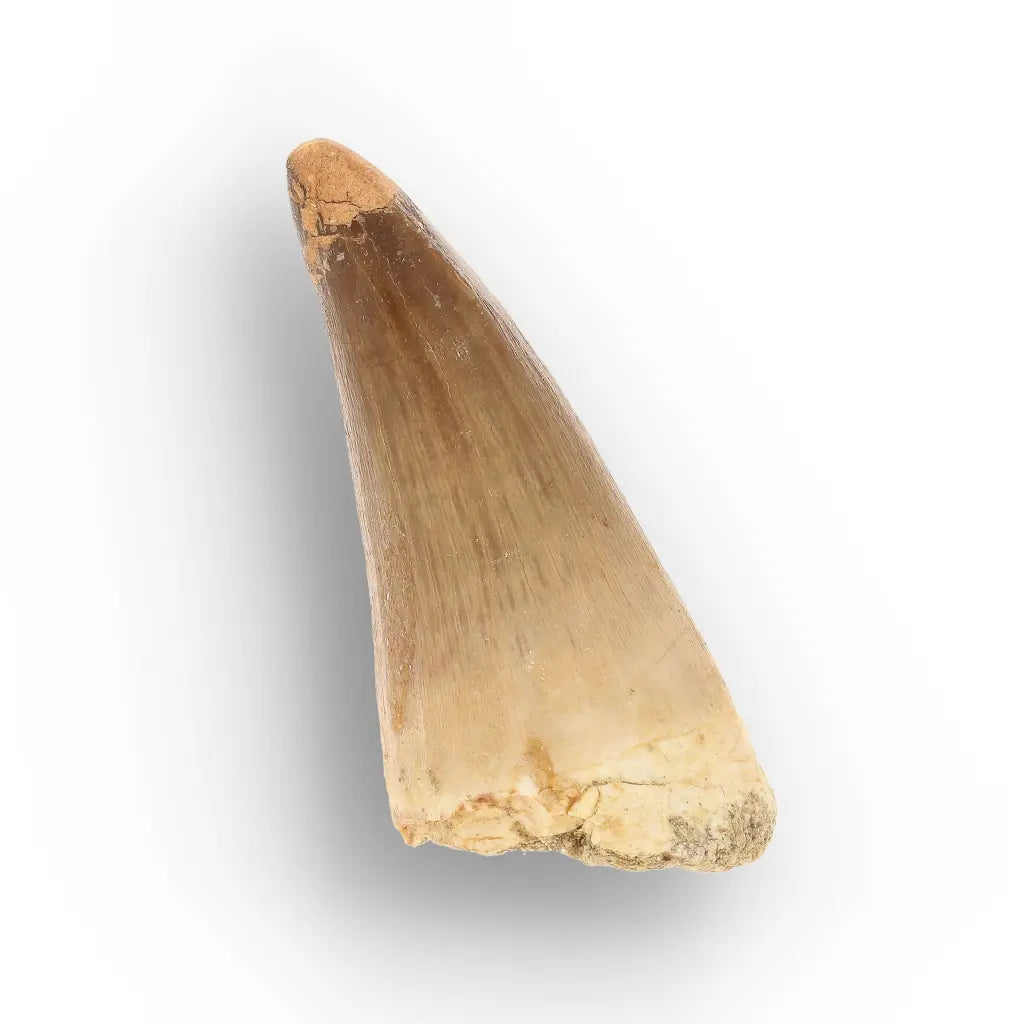 Get your Mosasaur Predator Tooth Fossil from Morocco online now or in store at Forever Gems in Franschhoek, South Africa