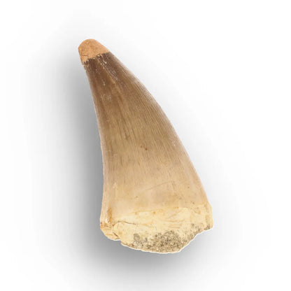 Get your Mosasaur Predator Tooth Fossil from Morocco online now or in store at Forever Gems in Franschhoek, South Africa