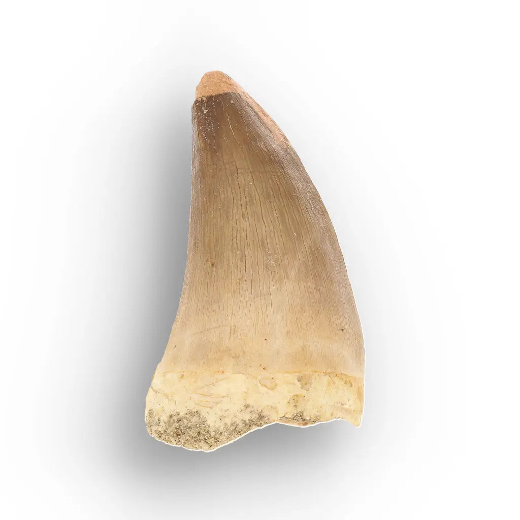Get your Mosasaur Predator Tooth Fossil from Morocco online now or in store at Forever Gems in Franschhoek, South Africa