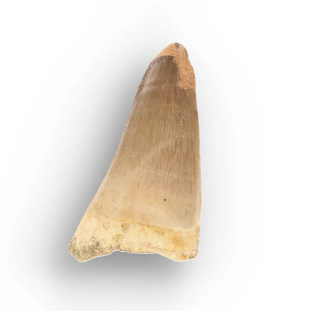 Get your Mosasaur Predator Tooth Fossil from Morocco online now or in store at Forever Gems in Franschhoek, South Africa